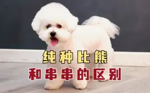 Download Video: 1分钟，看清纯种比熊和串串比熊的区别！