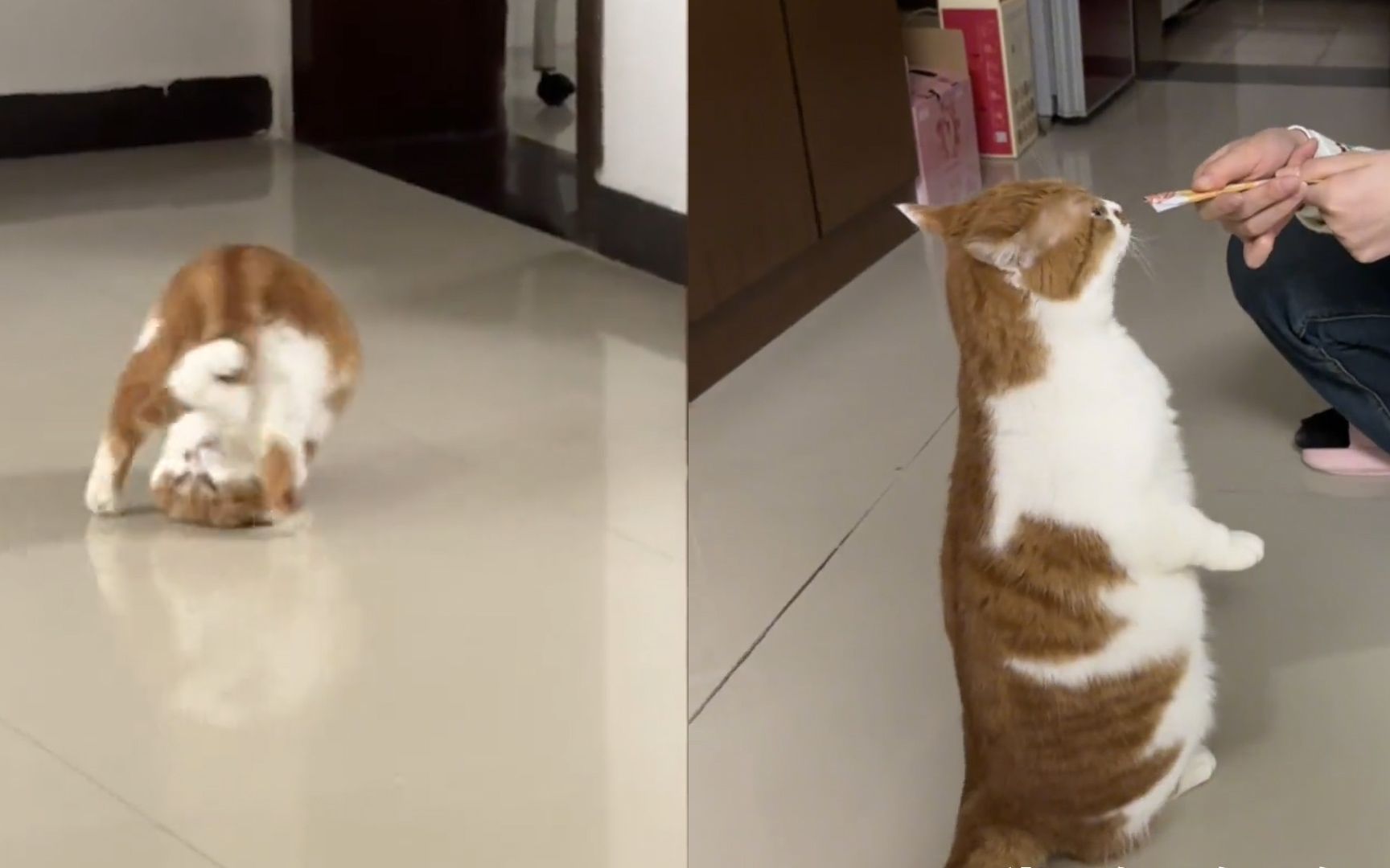 生活不易猫猫卖艺,猫咪抱着小尾巴玩翻跟头:有没有可能在找铃铛