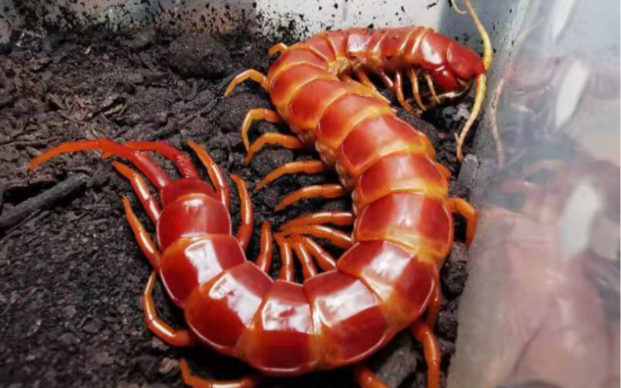 多米尼加巨人蜈蚣(大红吊)捕食杜比亚!