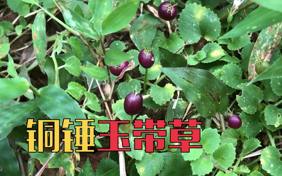 铜锤玉带草的名字由何而来 | 一点植物学哔哩哔哩bilibili