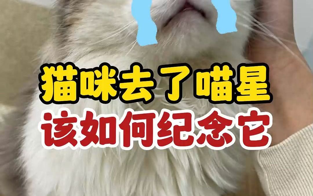 猫咪去了喵星,如何处理它的身后事?哔哩哔哩bilibili