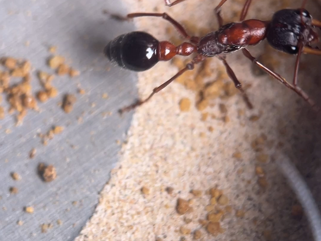 钳齿牛蚁拟态黑头配色下蛋了