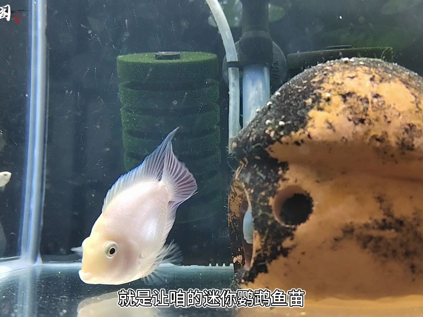 迷你鸚鵡魚魚卵孵化要點,您知道嗎?