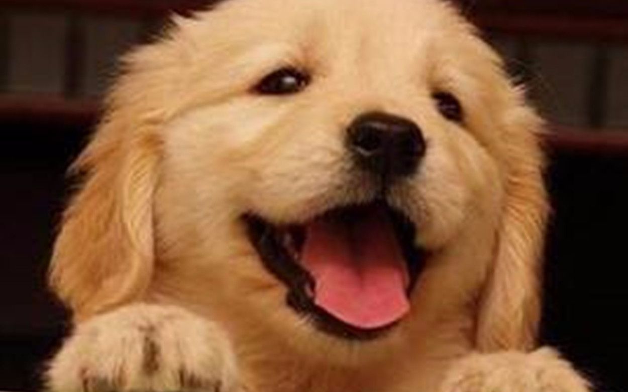 韩国动物农场电视节目做了一个历届上镜的小金毛合集调皮的慵懒的乖巧