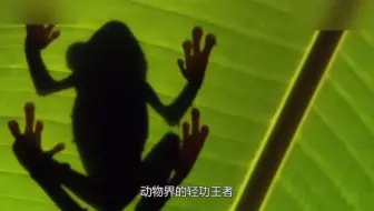 动物界的轻功大师，身体一跃50米开外，空中飞的青蛙你见过吗？