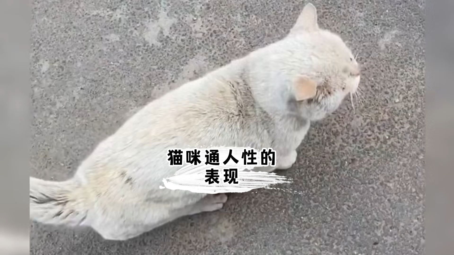 猫咪通人性的表现,快看看你家猫有没有哔哩哔哩bilibili