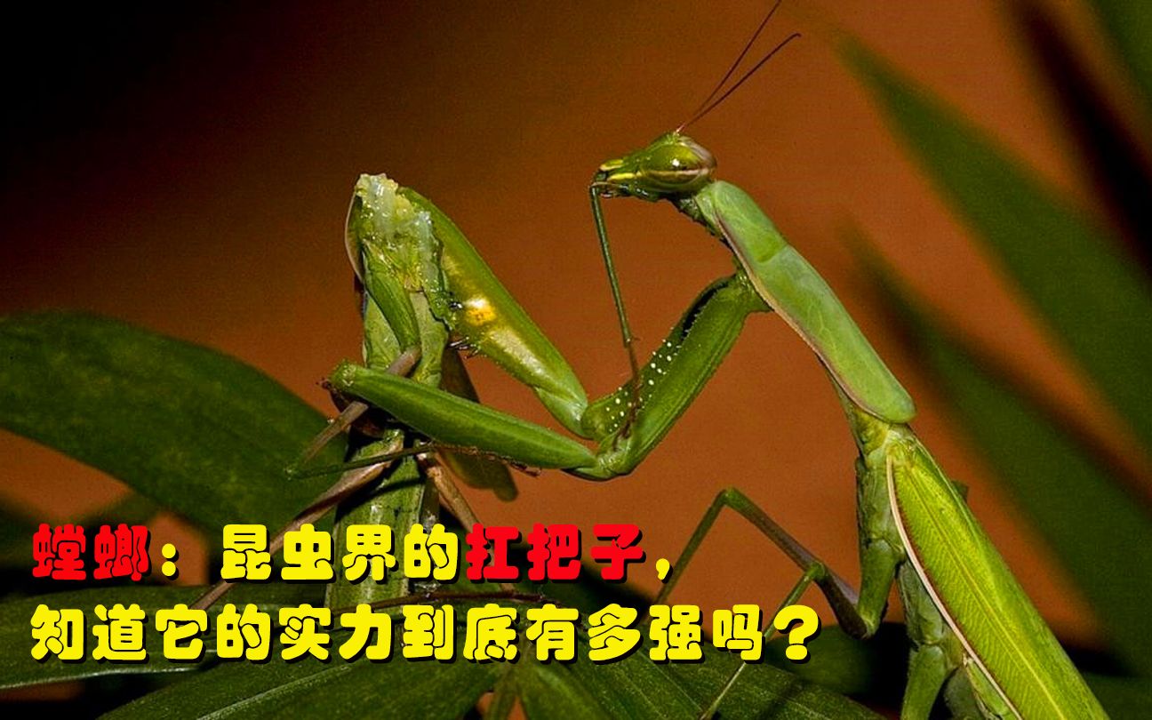 螳螂:昆虫界的扛把子,吃自己的丈夫,大鸟,老鼠也能轻松拿下