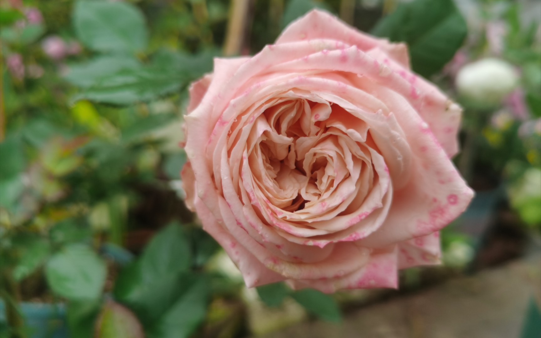 活动作品推荐月季品种雏鸟