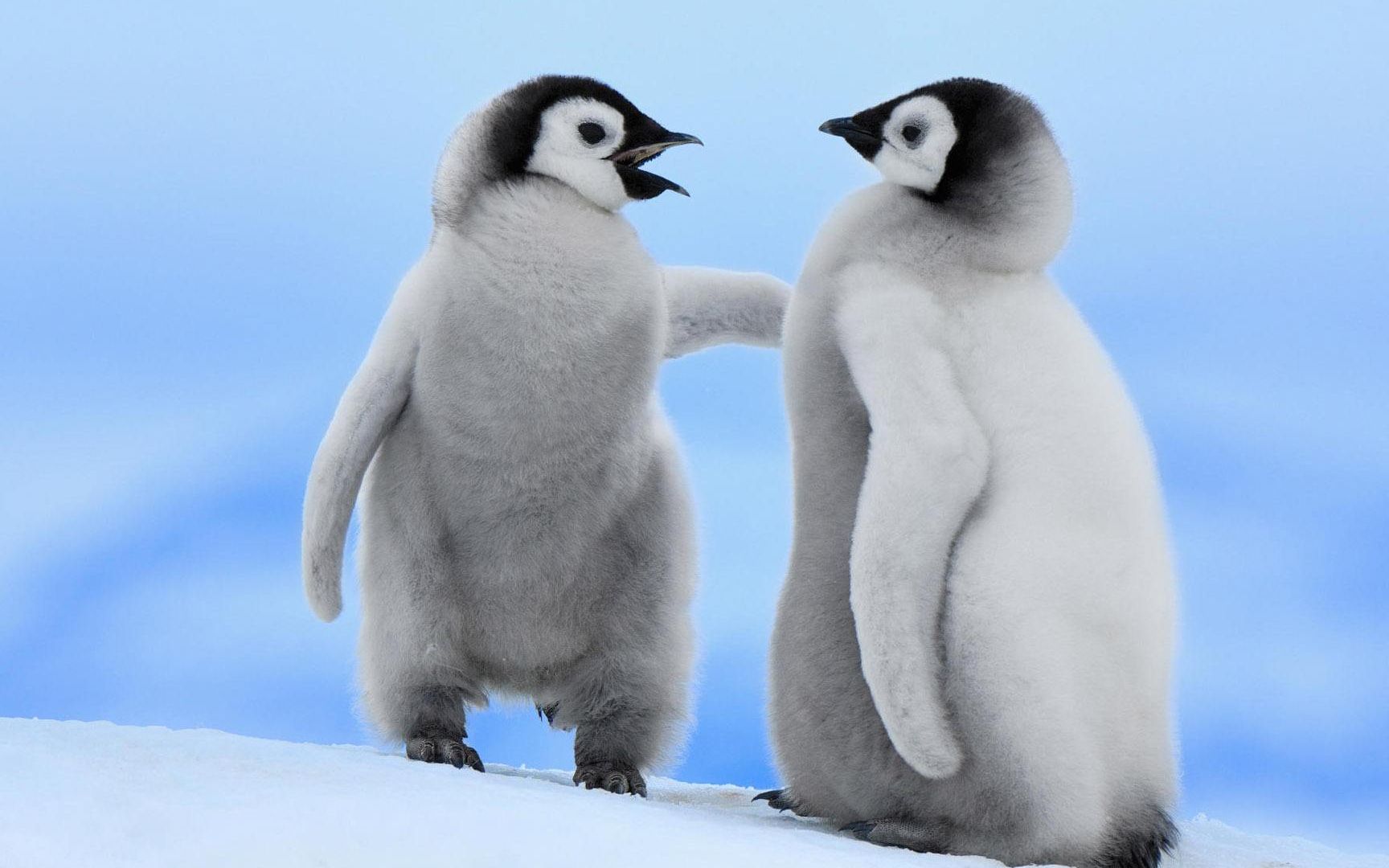 活动  【企鹅企鹅生活】企鹅越多感情越复杂(手动无奈)