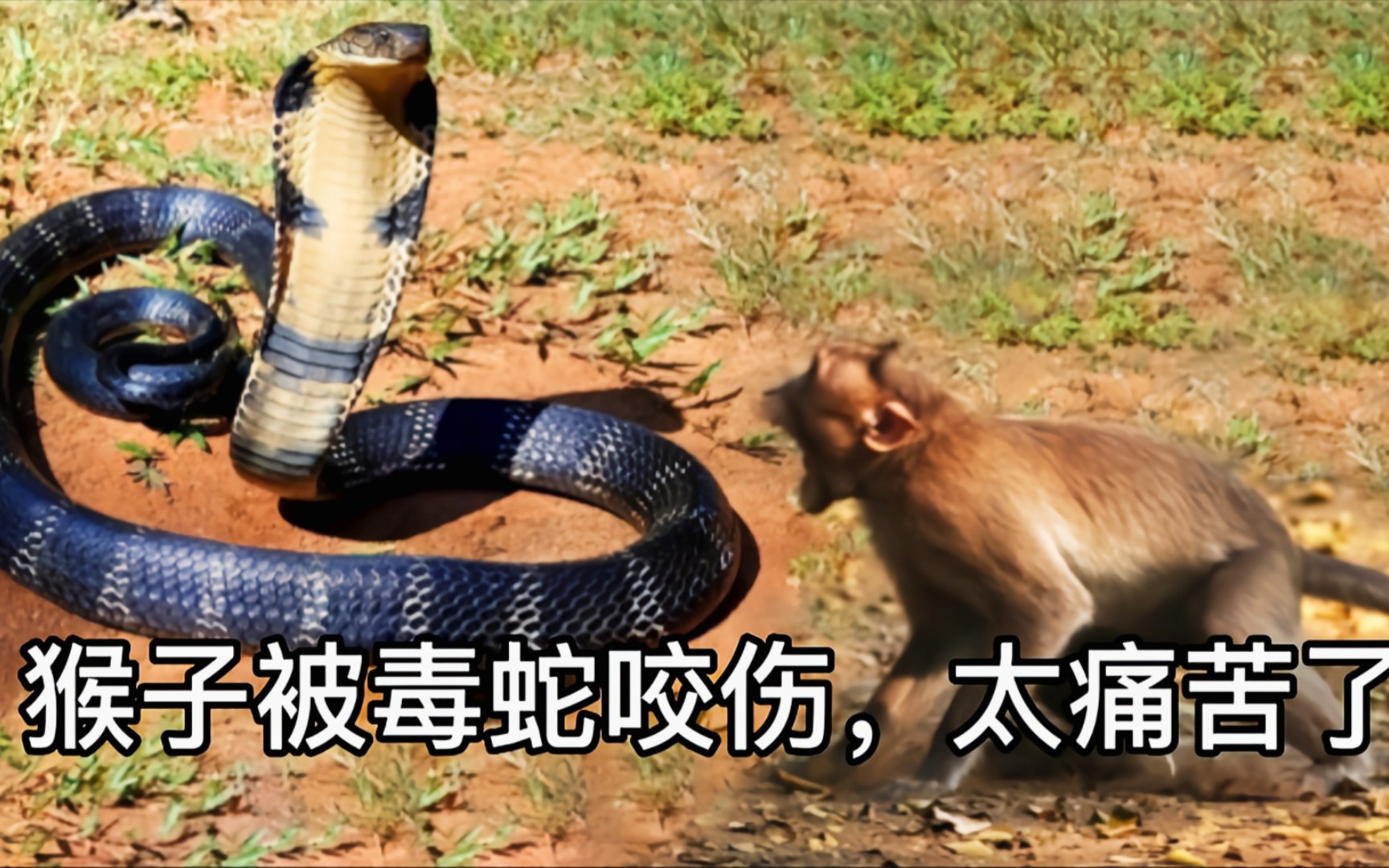 猴子被毒蛇咬伤,太痛苦了!
