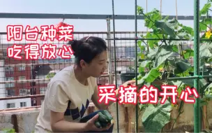 Download Video: 九平方阳种菜台自给自足，吃得放心采摘的开心