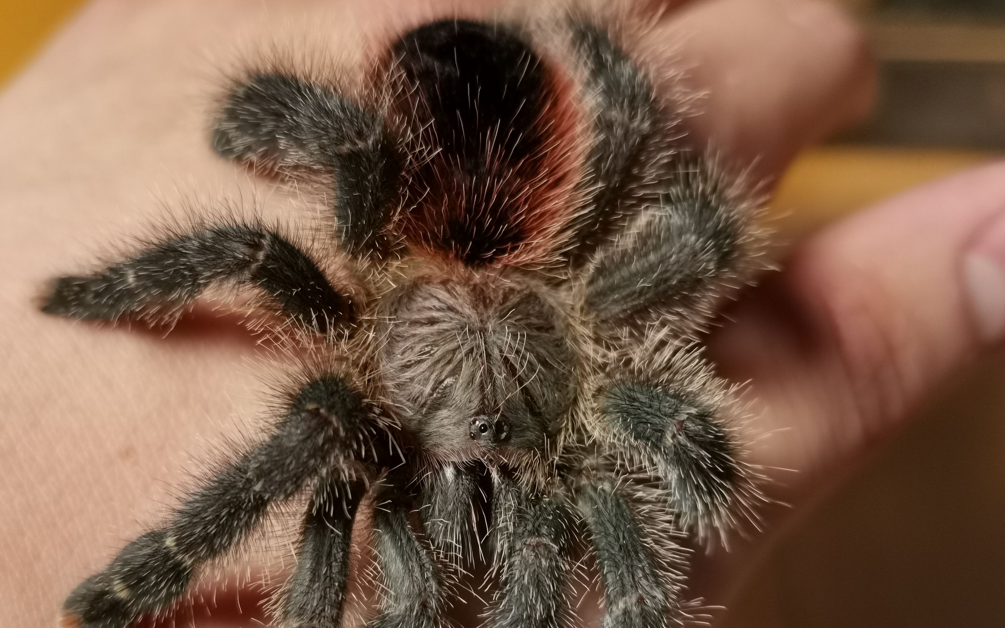 emmm吃东西我们是专业的……亚马逊马瑙斯粉趾憨憨