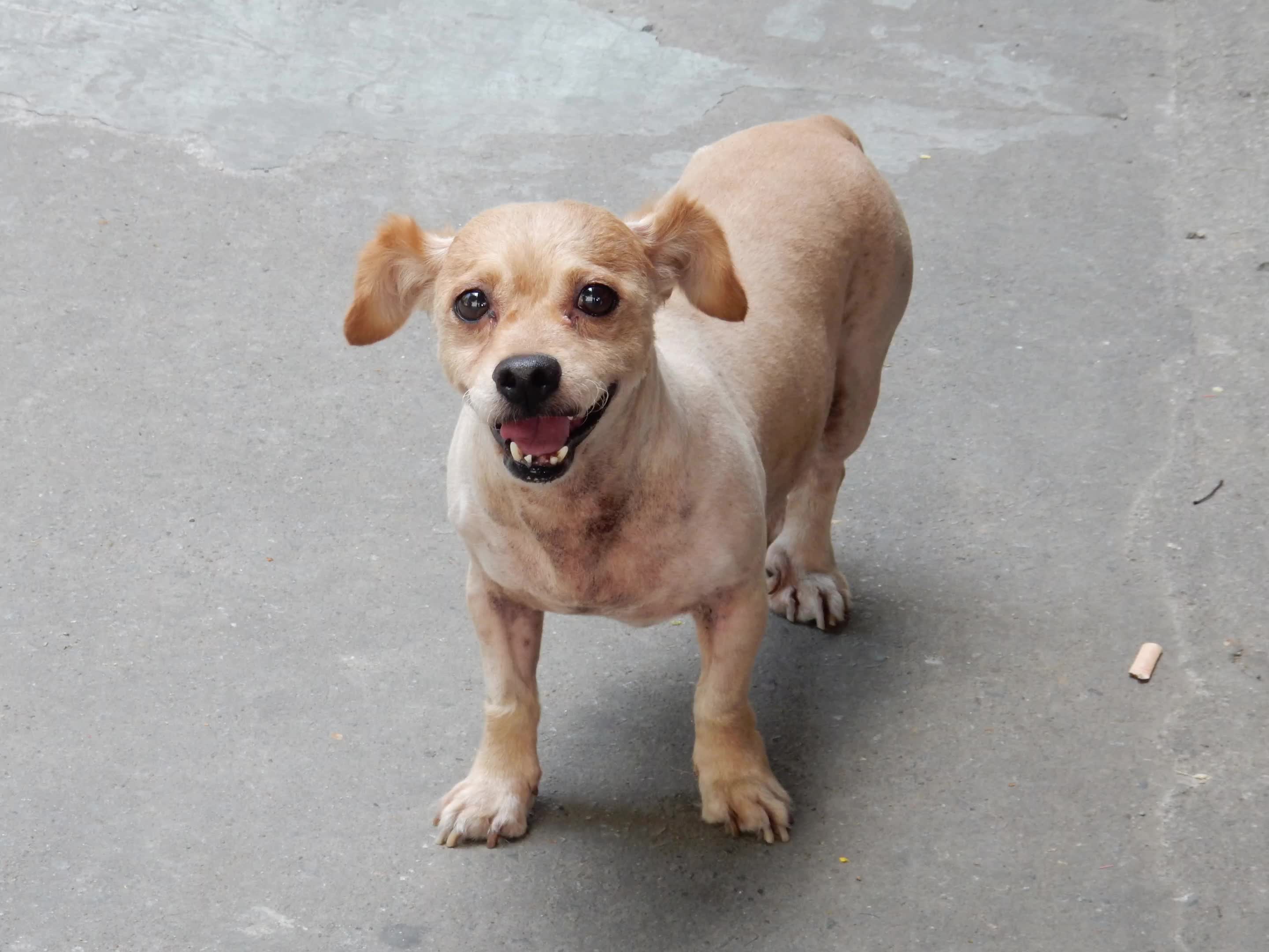 随手拍 萌犬小可爱,眼神清澈动人! 三星s24  佳能sx740hs