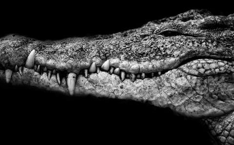 【黑暗之魂3】当下水道薪王以高速向一个手残萌新冲过来时.