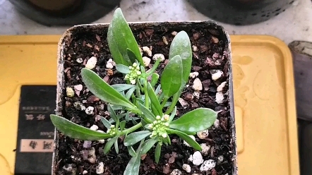 六色香雪球小苗记录