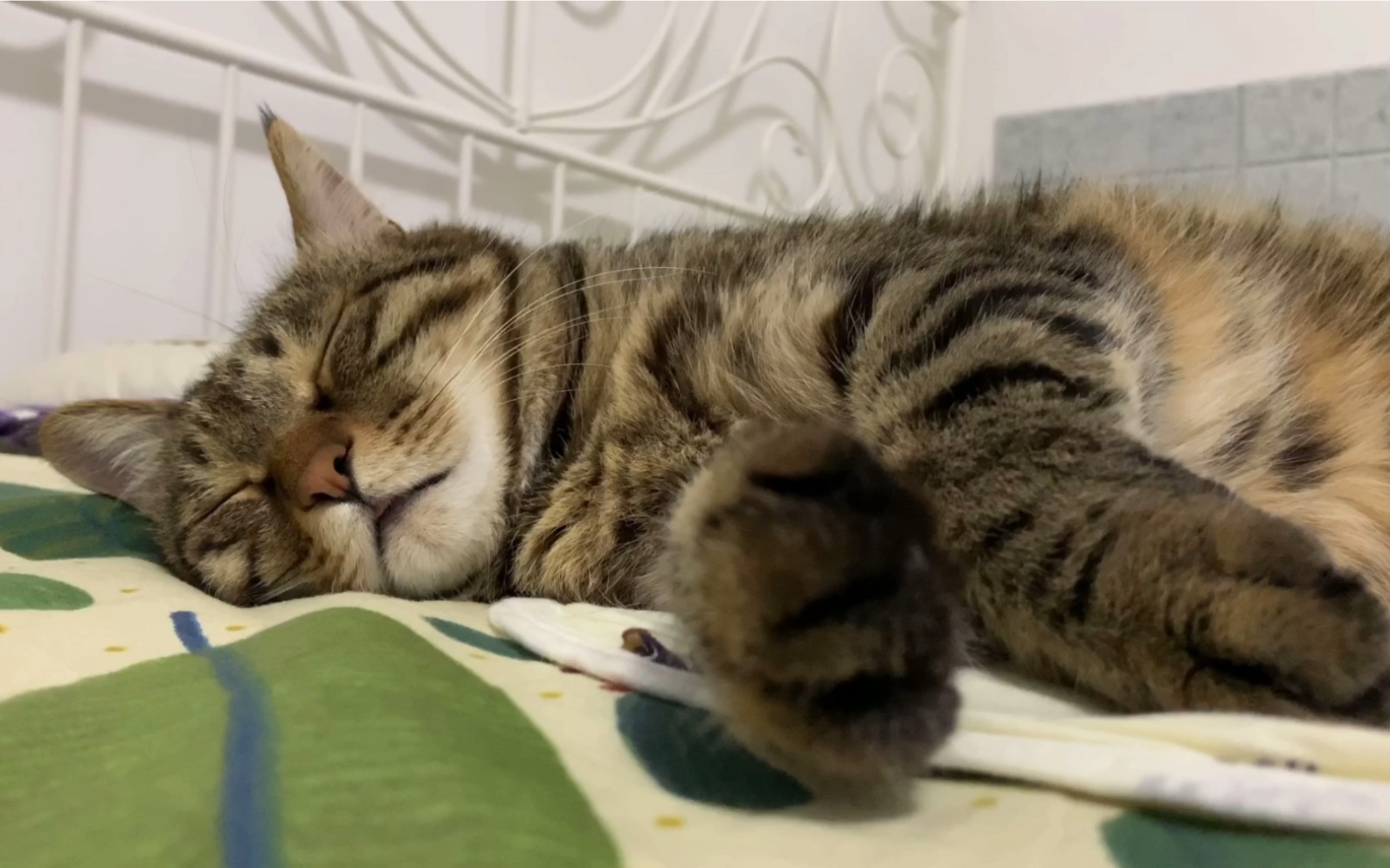 毛茸茸日记·安静睡觉的猫猫