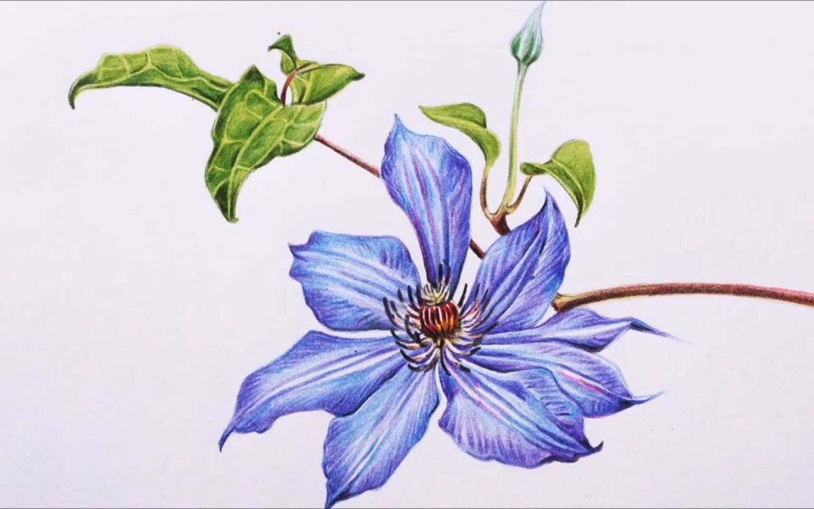 【彩铅画】 铁线莲花 - 手绘速写过程