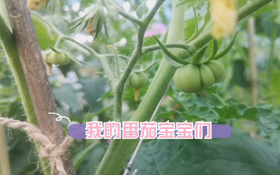 天台上番茄宝宝们的形状