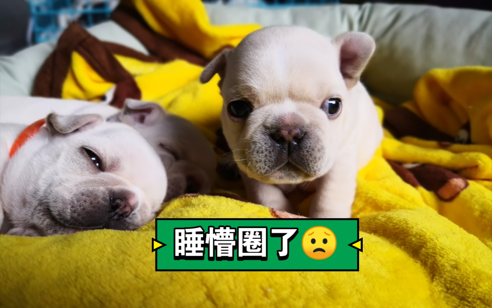 小狗日常:睡麻了舒展一下,换个姿势继续睡