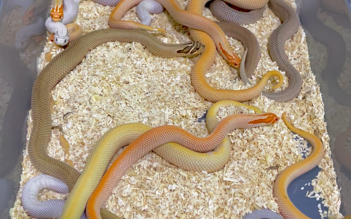 猪鼻蛇超级康达系列欣赏