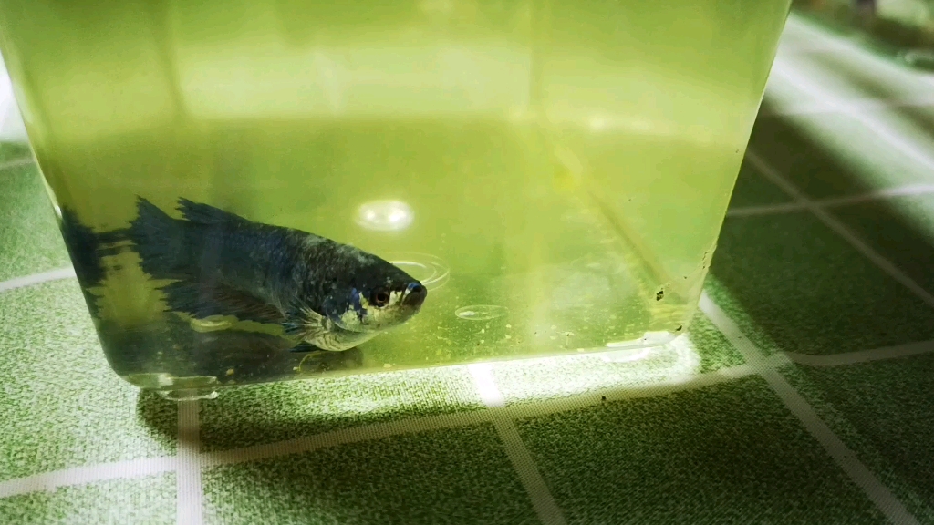 鱼市淘了一只受伤巨斗半月母鱼超大抱卵,治疗中