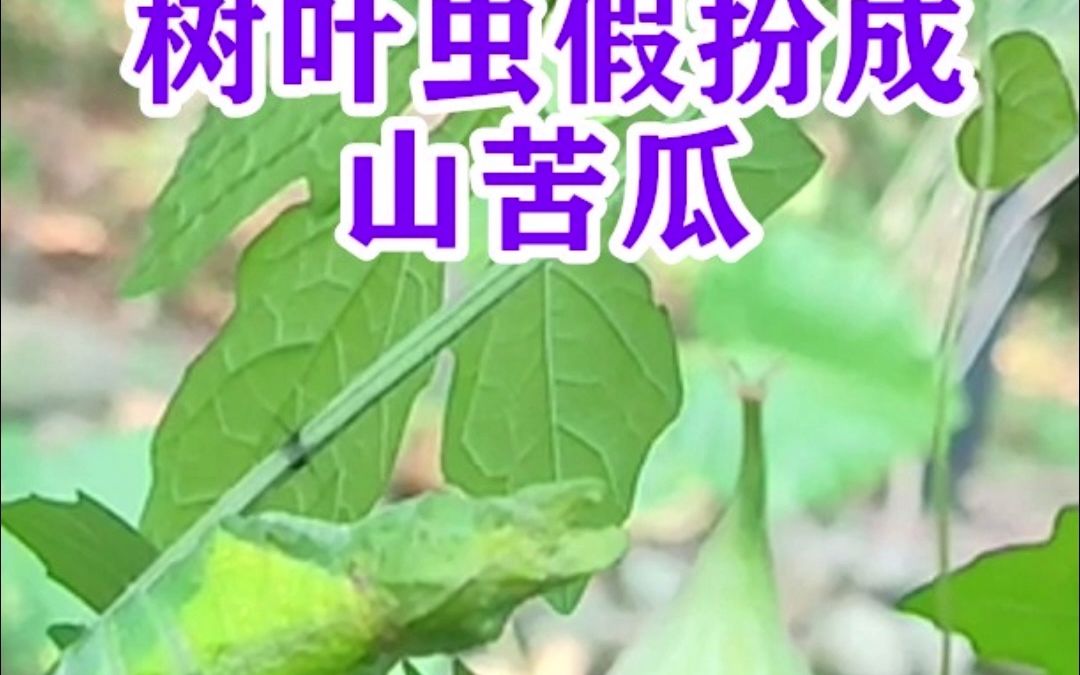 树叶虫假扮成山苦瓜哔哩哔哩bilibili