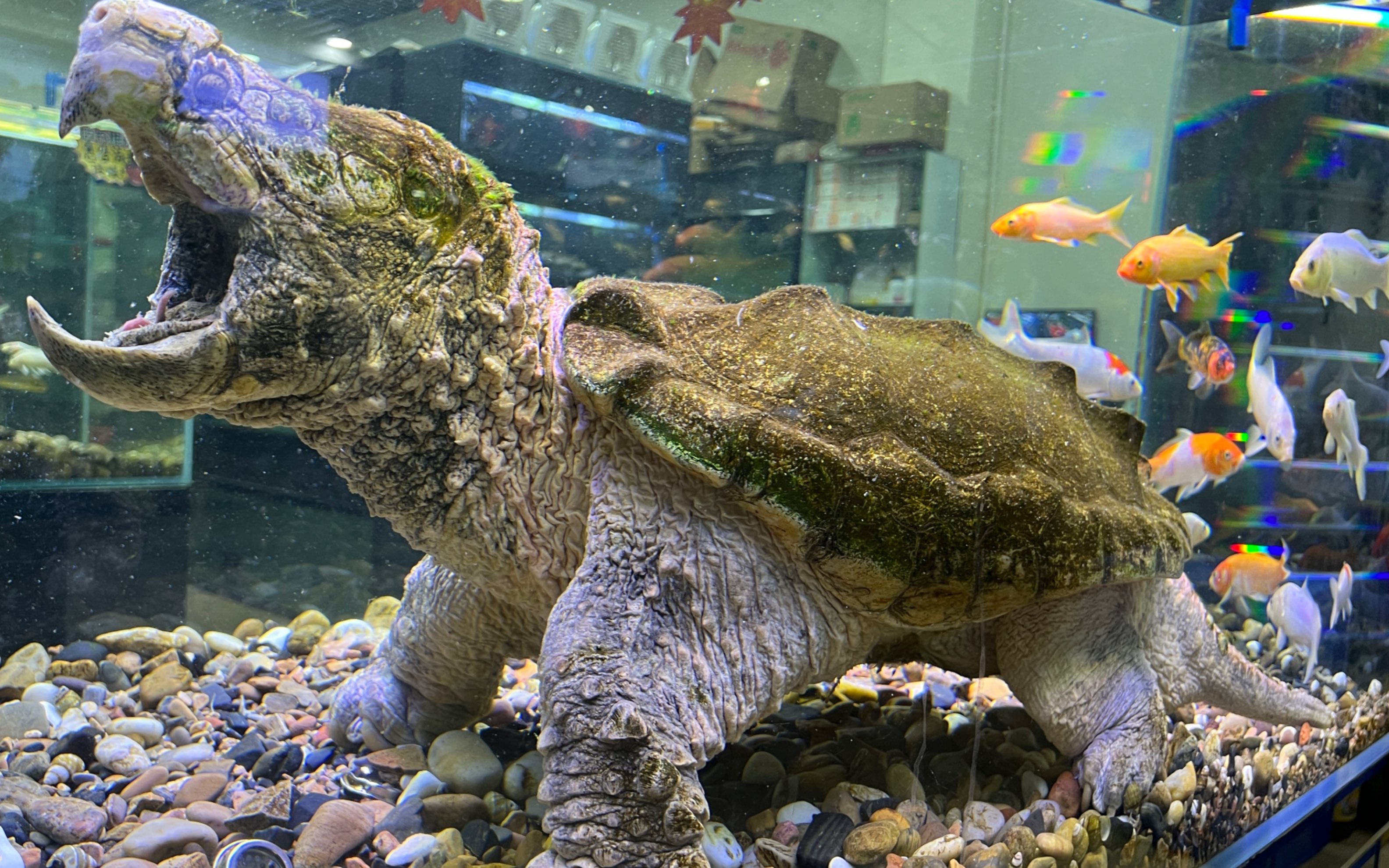 千里迢迢来打卡广州百艺城最大花鸟市场(上)
