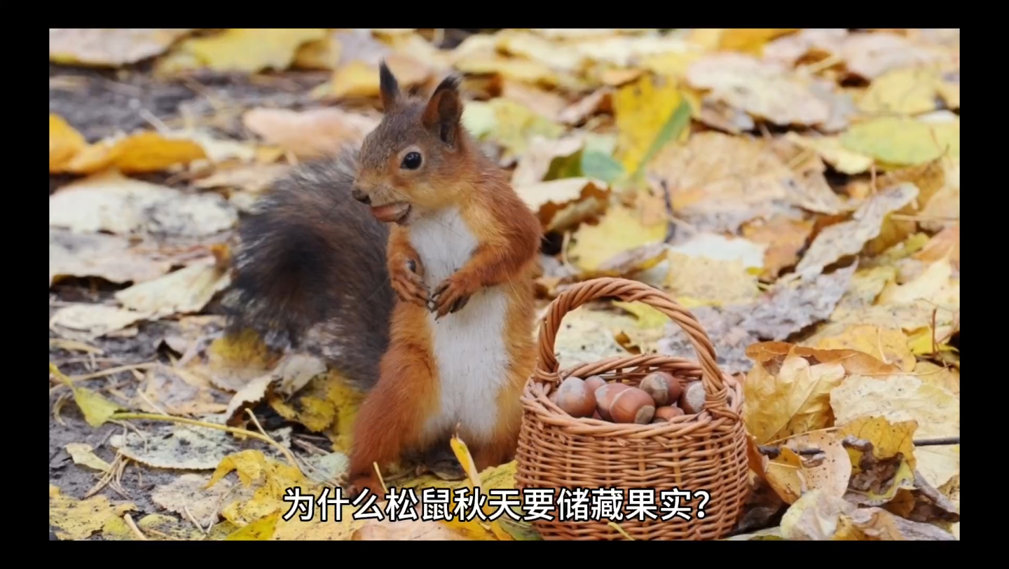 [图]为什么松鼠🐿️秋天要储藏果实？为什么有的动物要冬眠？