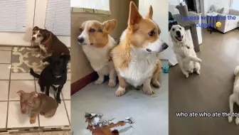 狗狗: 我承认 不是我干的