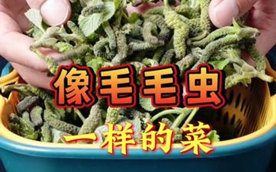 像毛毛虫一样的菜你吃过吗?楮桃树的花穗,构树花也可以吃!哔哩哔哩bilibili