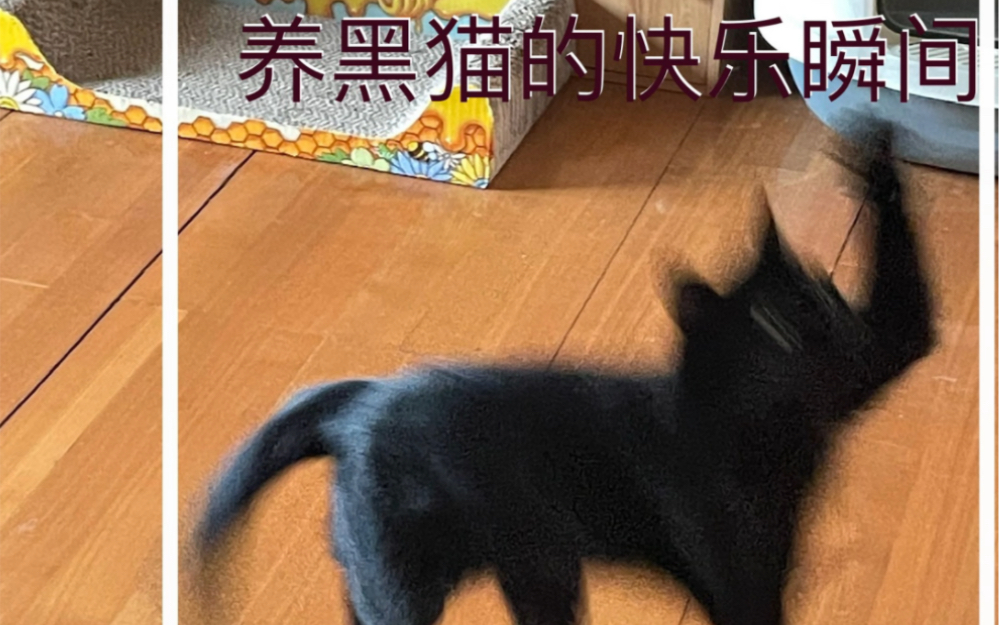 养黑猫究竟有多快乐哔哩哔哩bilibili