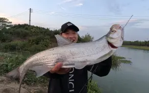 Скачать видео: 小河口的翘嘴有多疯狂，抛几竿就中，深秋的翘嘴太好钓啦