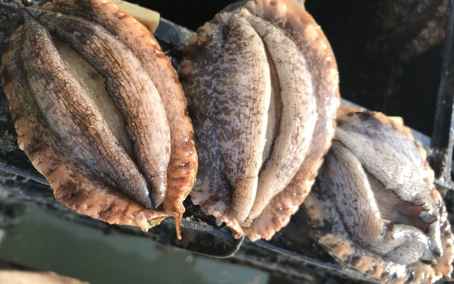 探索南日岛鲍鱼