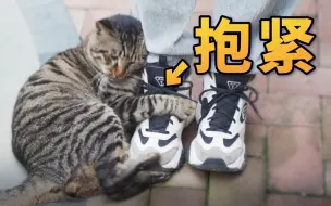 下载视频: 又被小猫碰瓷了！