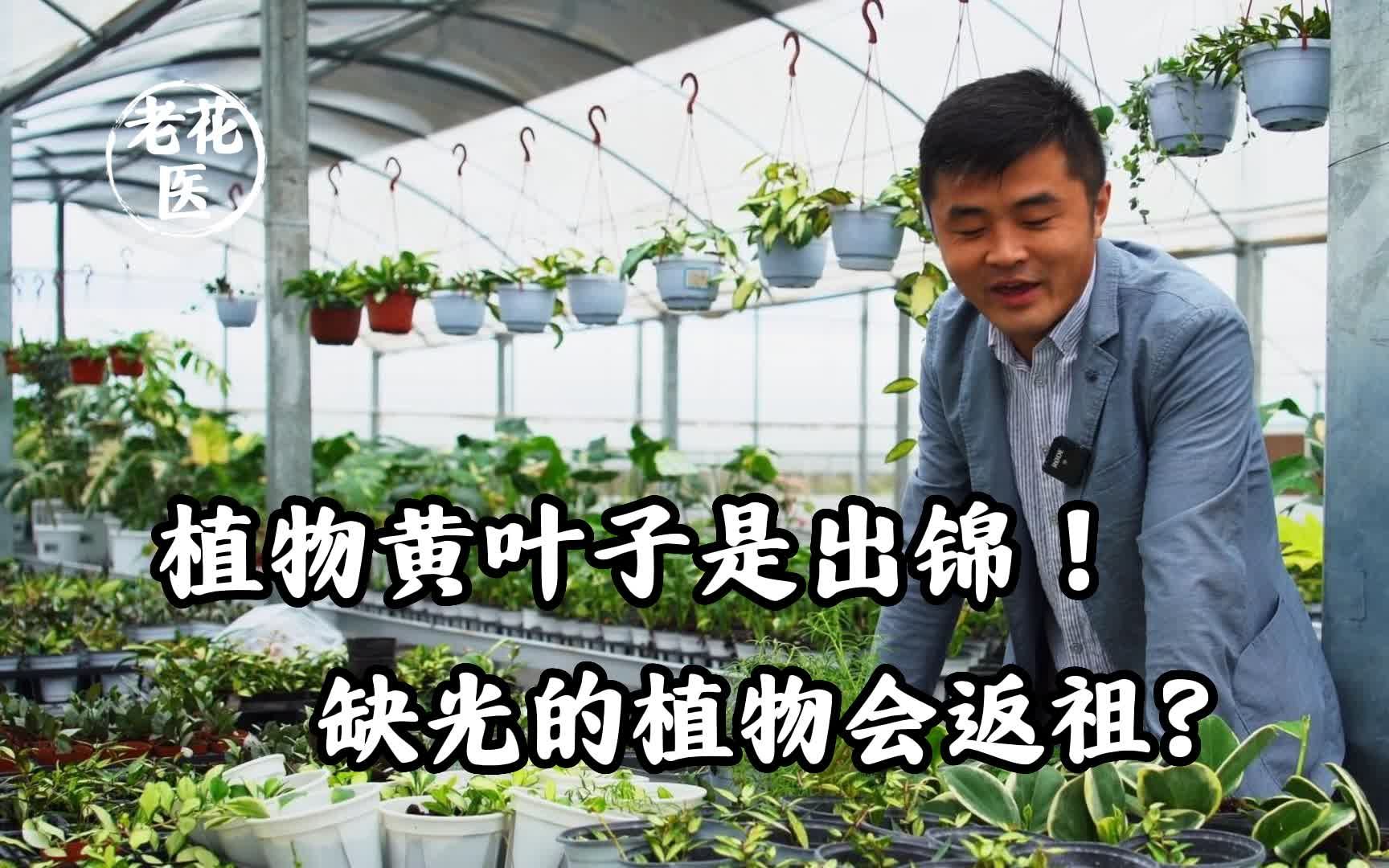 植物黄叶子是出锦!缺光的植物会返祖?哔哩哔哩bilibili