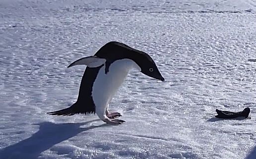 迷人而深邃之眼——阿德利企鹅