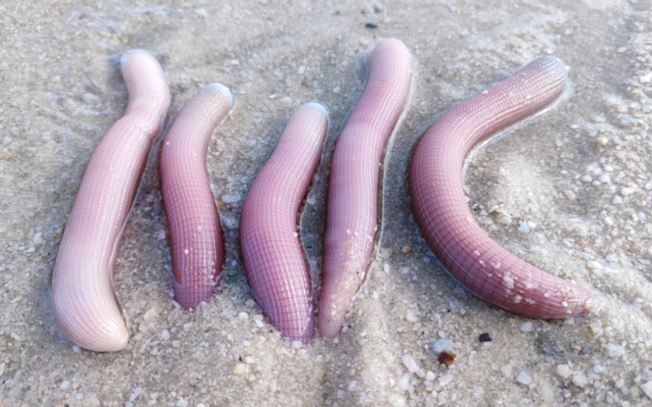 难怪沙虫那么贵,小渔赶海费尽力气才抓到