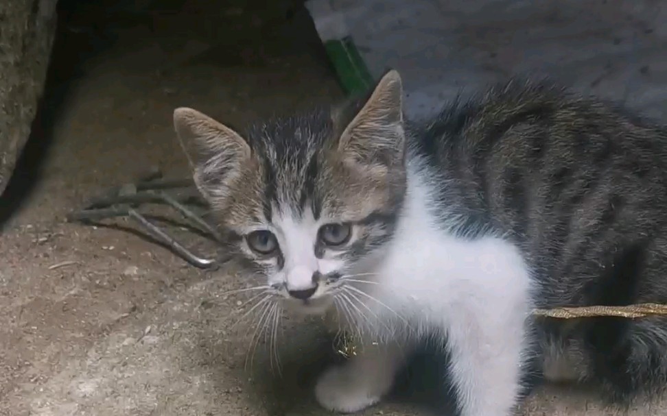 农村的小猫咪_哔哩哔哩_bilibili