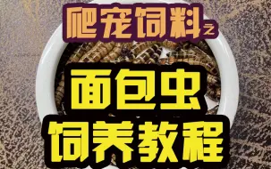 Download Video: 爬宠饲料之面包虫饲养教程