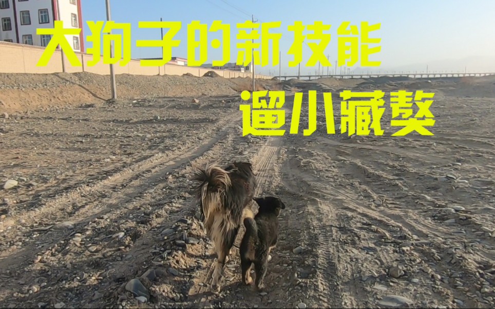 大狗安多遛小藏獒两个小时还不够再跟车跑一小时才上车