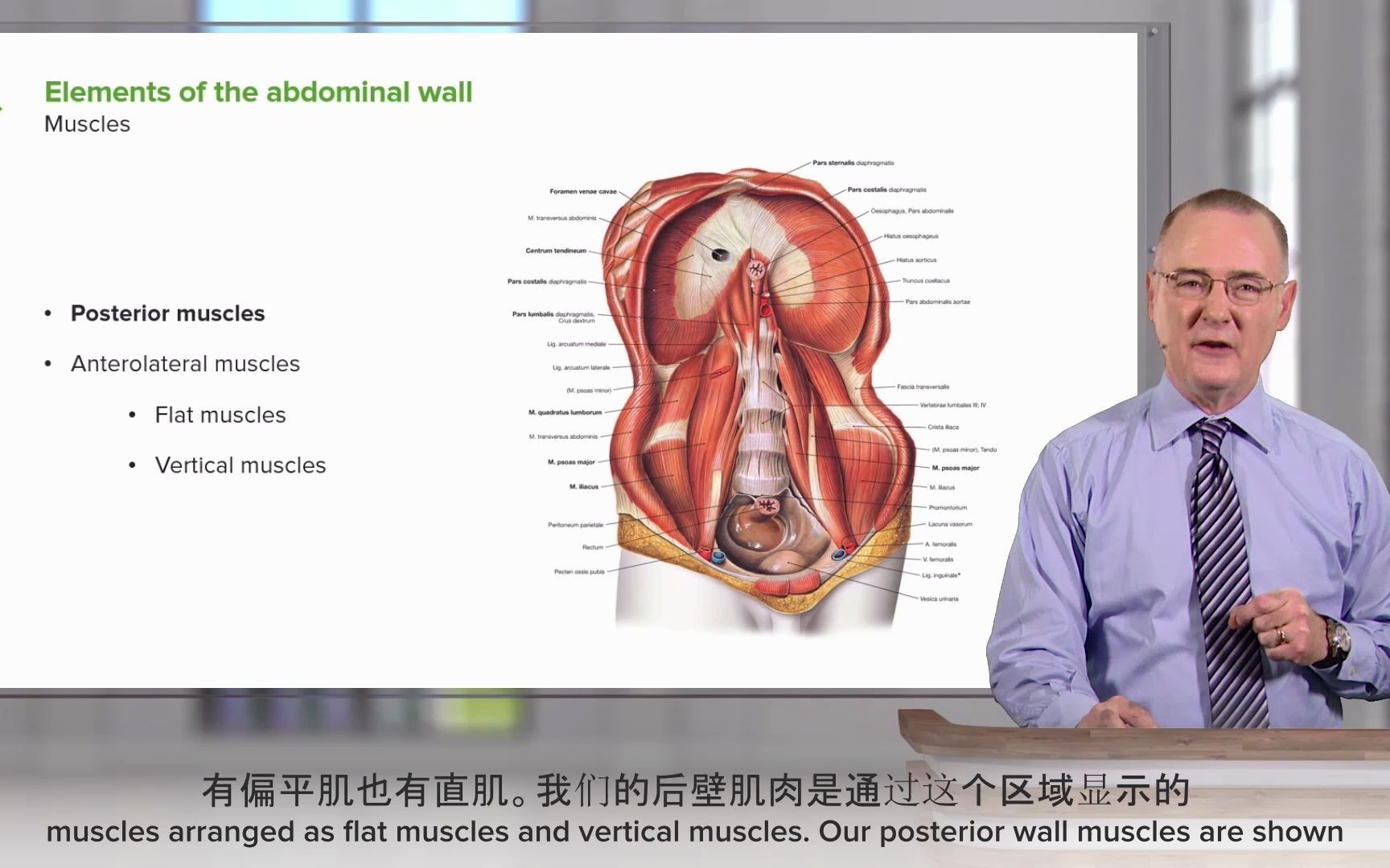 [lecturio 醫學教育]腹壁的骨骼和肌肉組成——解剖學 (中英文字幕)