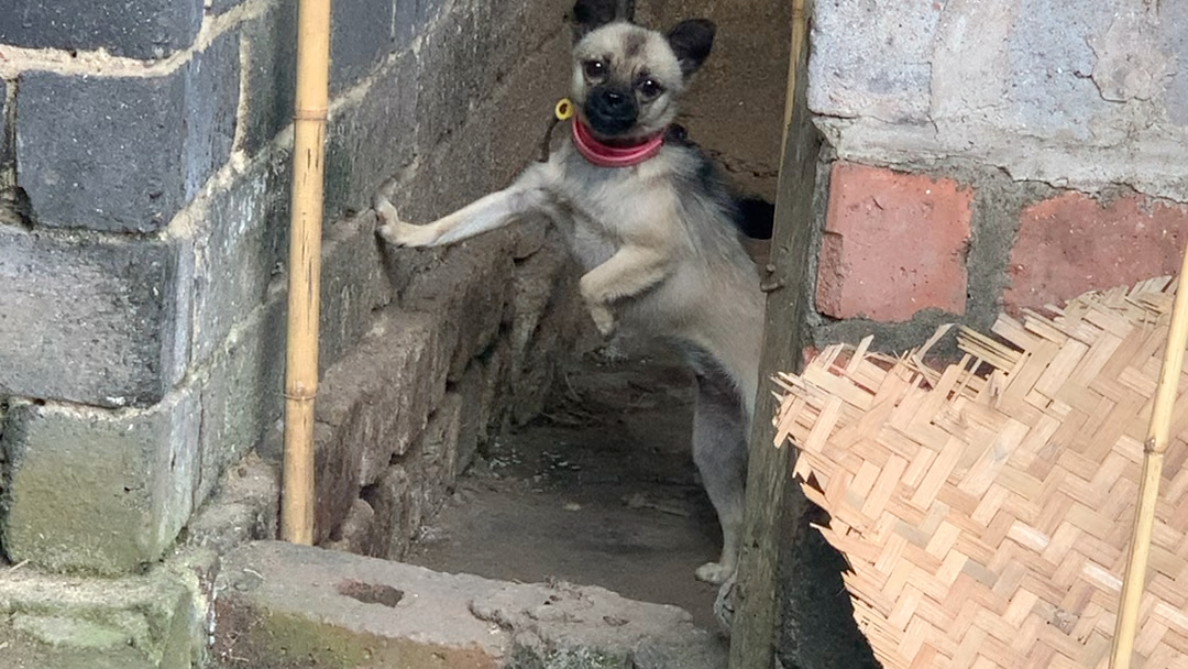 狗生百态扶墙老狗凶巴巴