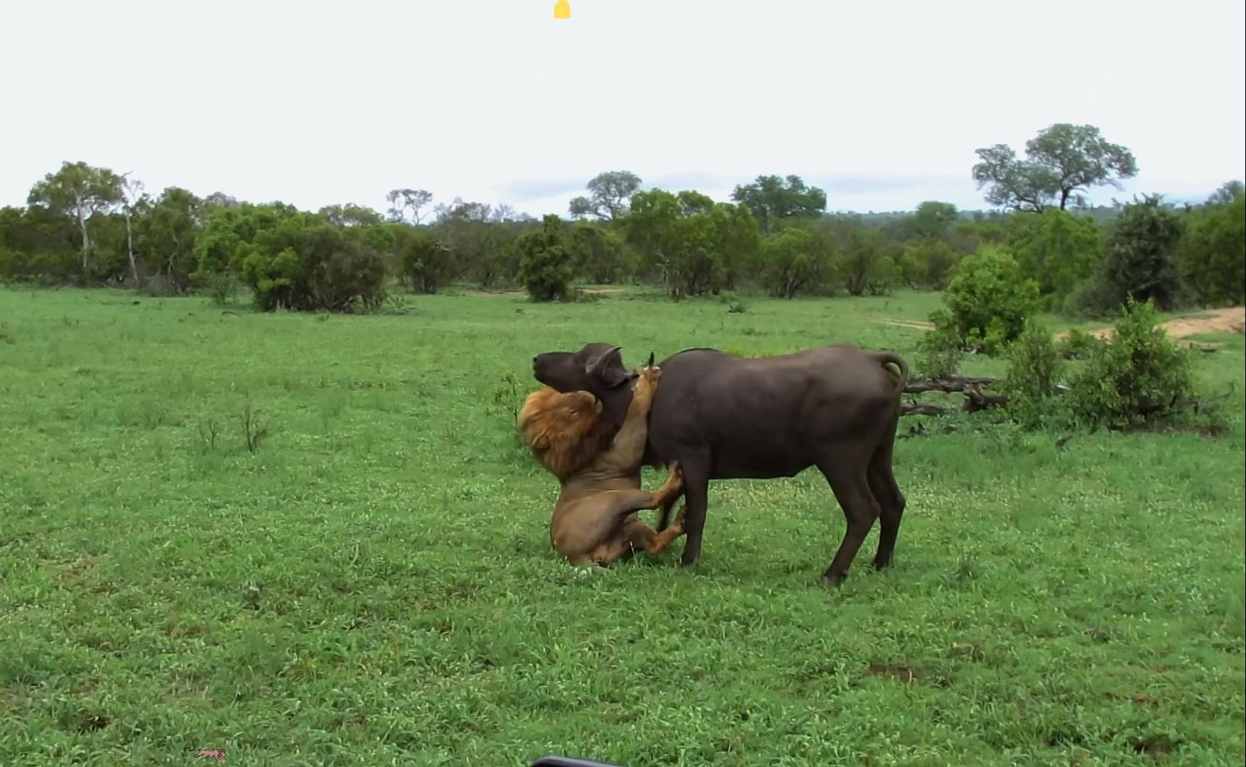 雄狮单枪匹马捕杀水牛,差点丧命在水牛脚下,镜头记录惊险一幕!