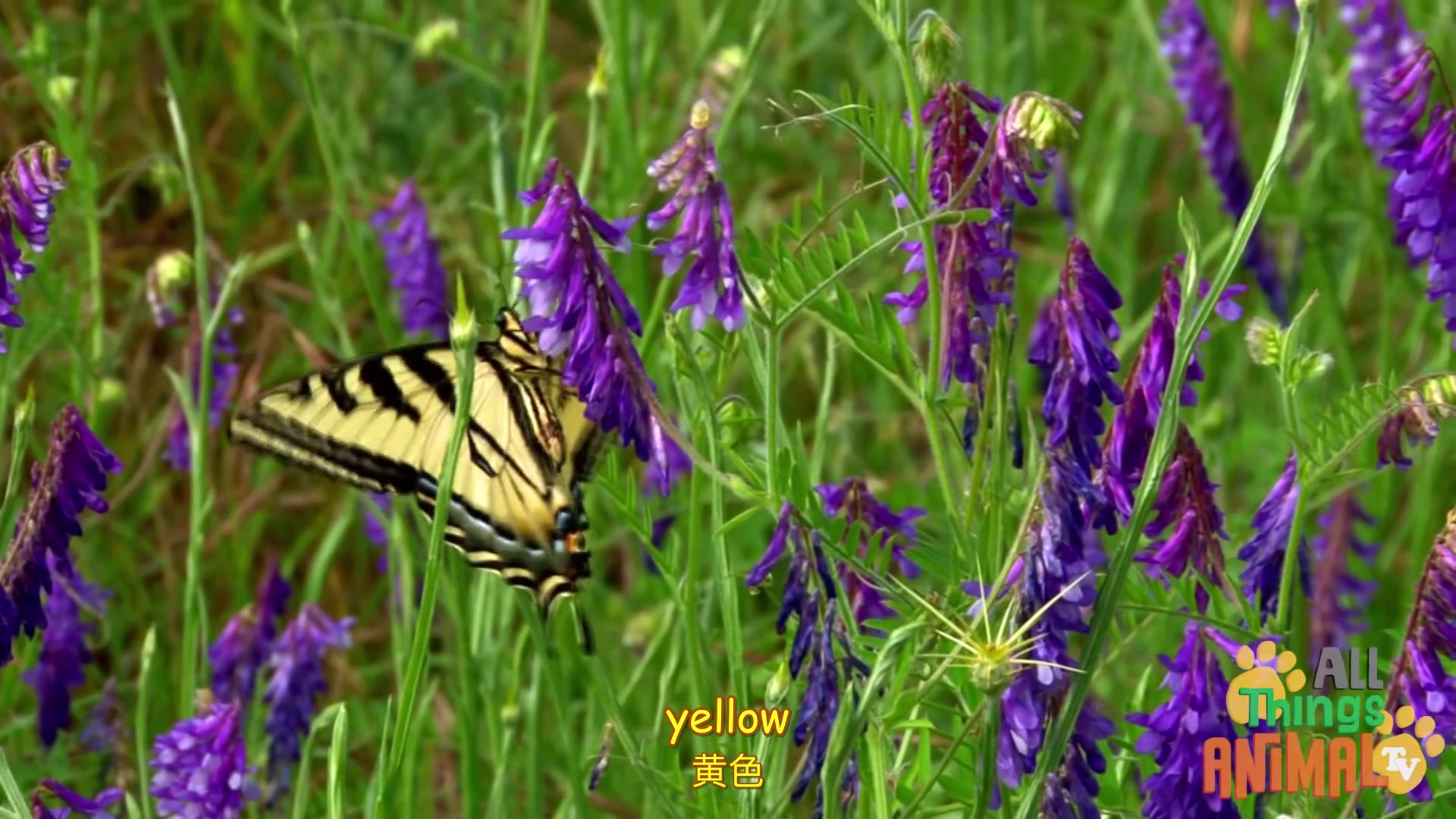 [图]给孩子们的动物科普08:Butterfly 蝴蝶的故事 Animals for children(中英字幕)