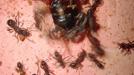 多后群双色曲颊猛蚁群殴樱桃蟑螂