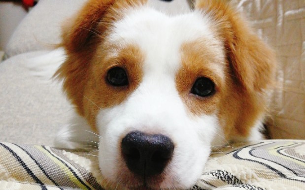 呆比狗子被撸到露出憨憨笑