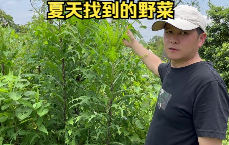 终于在夏天找到了可以吃的传统野菜翅果菊哔哩哔哩bilibili