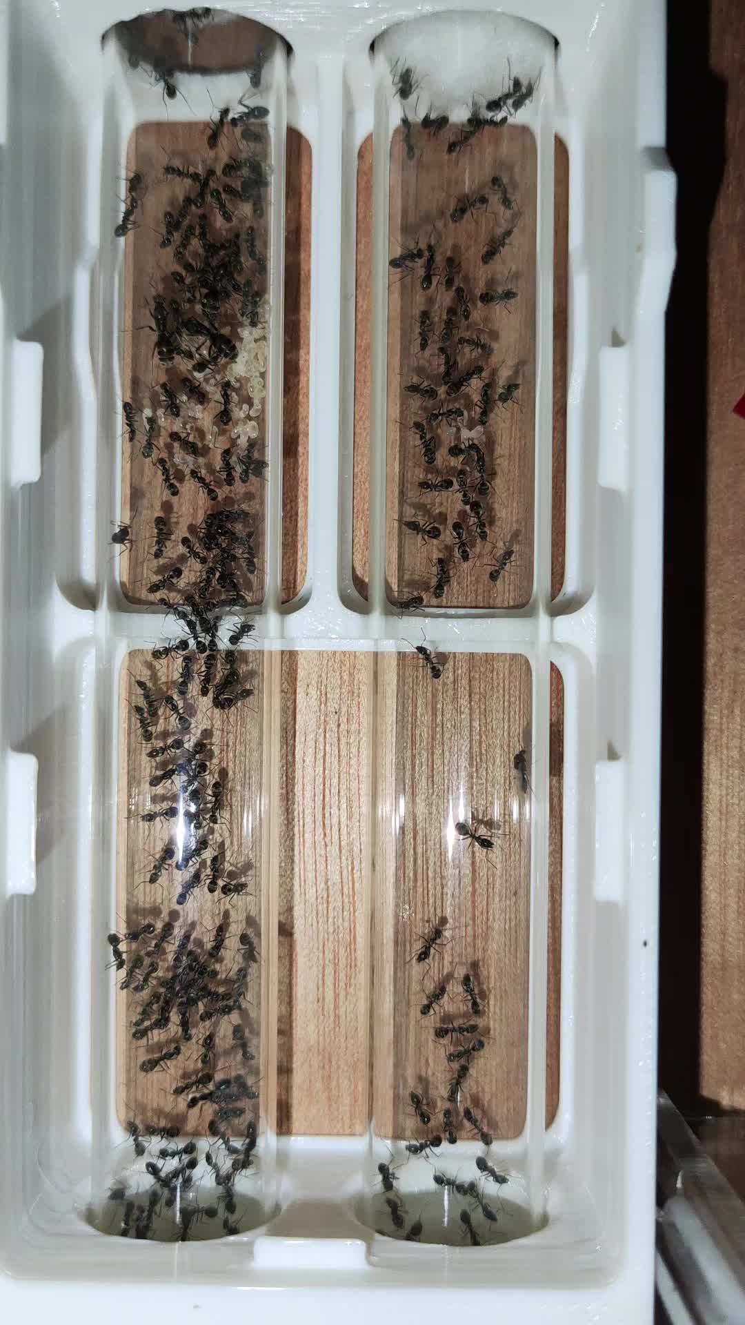 扁平虹臭蚁