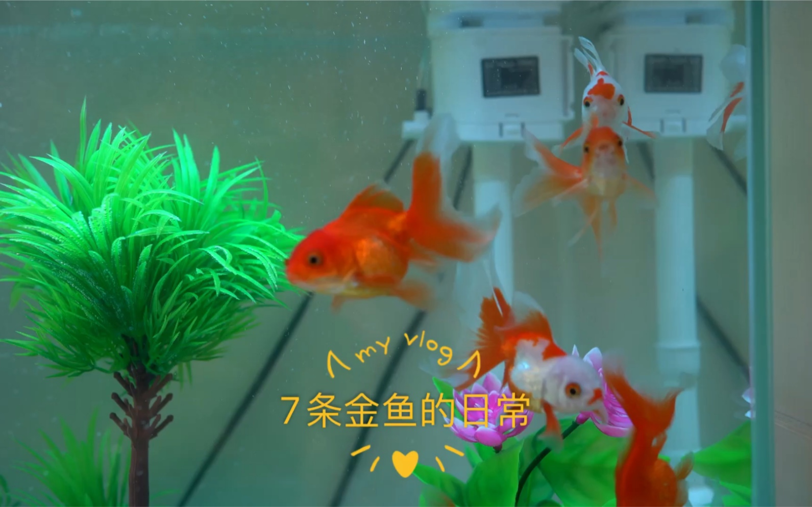 7条金鱼的日常