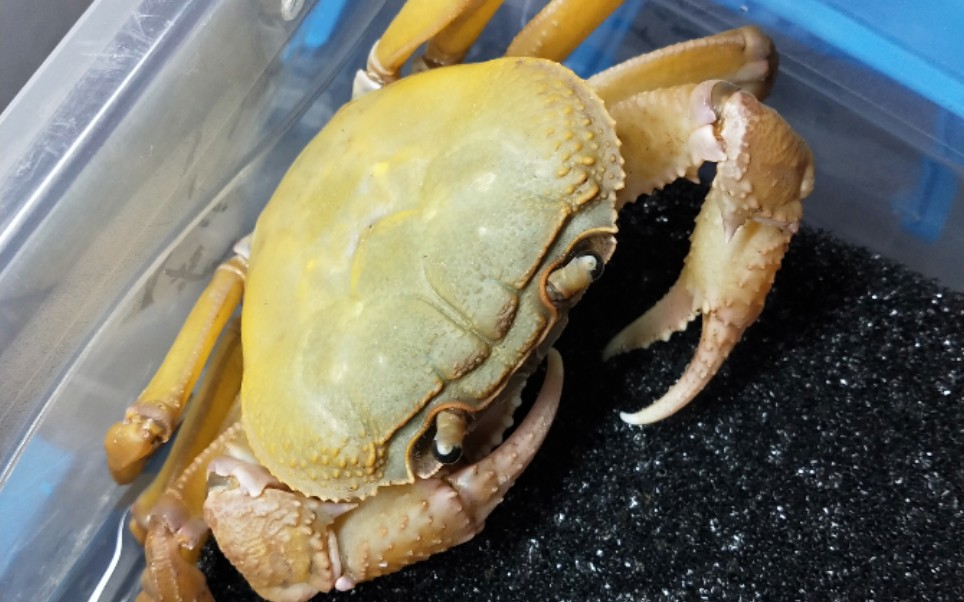 越南印支溪蟹喂食新内溪蟹,看印支如何把新内拆成零件的?